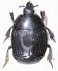 Margarinotus brunneus